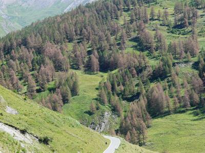 Larici ingialliti in Valle Varaita